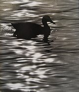 James Fenimore Sutton