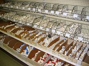 CPVC pipe & fittings